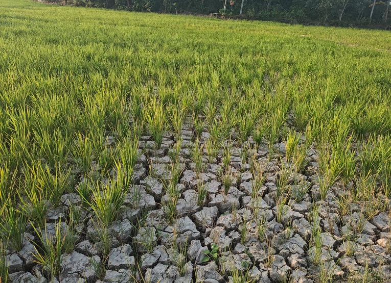 Kondisi Lahan pertanian Bukit Biru yang mengalami kekeringan parah akibat minimnya pasokan air. (Irvan/dutakaltimnews.com)