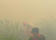 Kebakaran Karhutla di Jalan Haliburton, Kelurahan Pendingin, Kecamatan Sangasanga. (Disdamkarmatan Kukar)