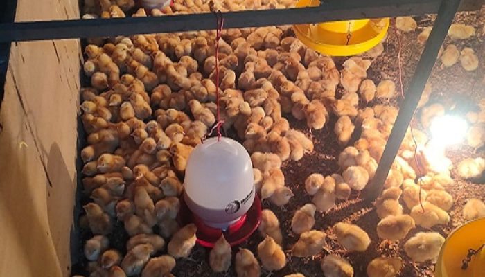 BUMDes Muara Muntai Ilir Kembangkan Ayam Petelur, Produksi 250 Telur per Hari Langsung Ludes 2 apam petelur2
