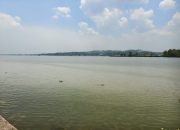 Mahakam Mendadak Hijau, Ikan Diduga Spesies Laut Bermunculan di Tenggarong