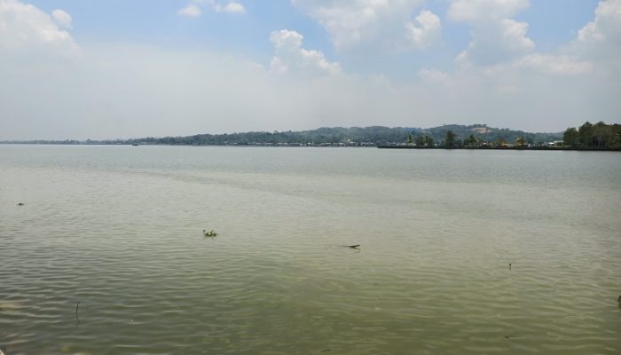 Mahakam Mendadak Hijau, Ikan Diduga Spesies Laut Bermunculan di Tenggarong