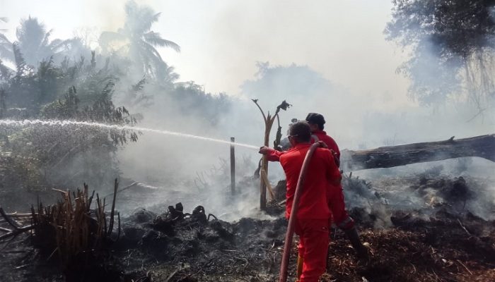 Cuaca Terik Picu Kebakaran, Lahan Gambut di Samboja Dilalap Api